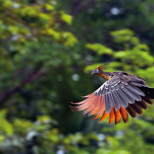 amazonia-(3)2