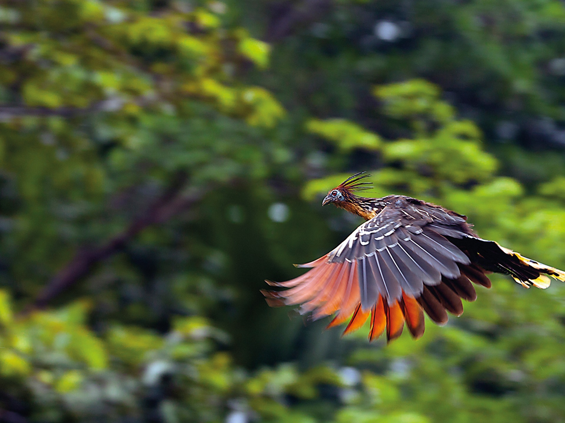 amazonia-(3)2